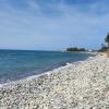 Achelia Dog Beach