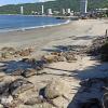 Amores Beach