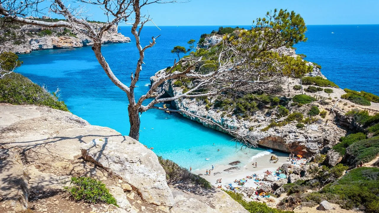 Baum gegen das Meer