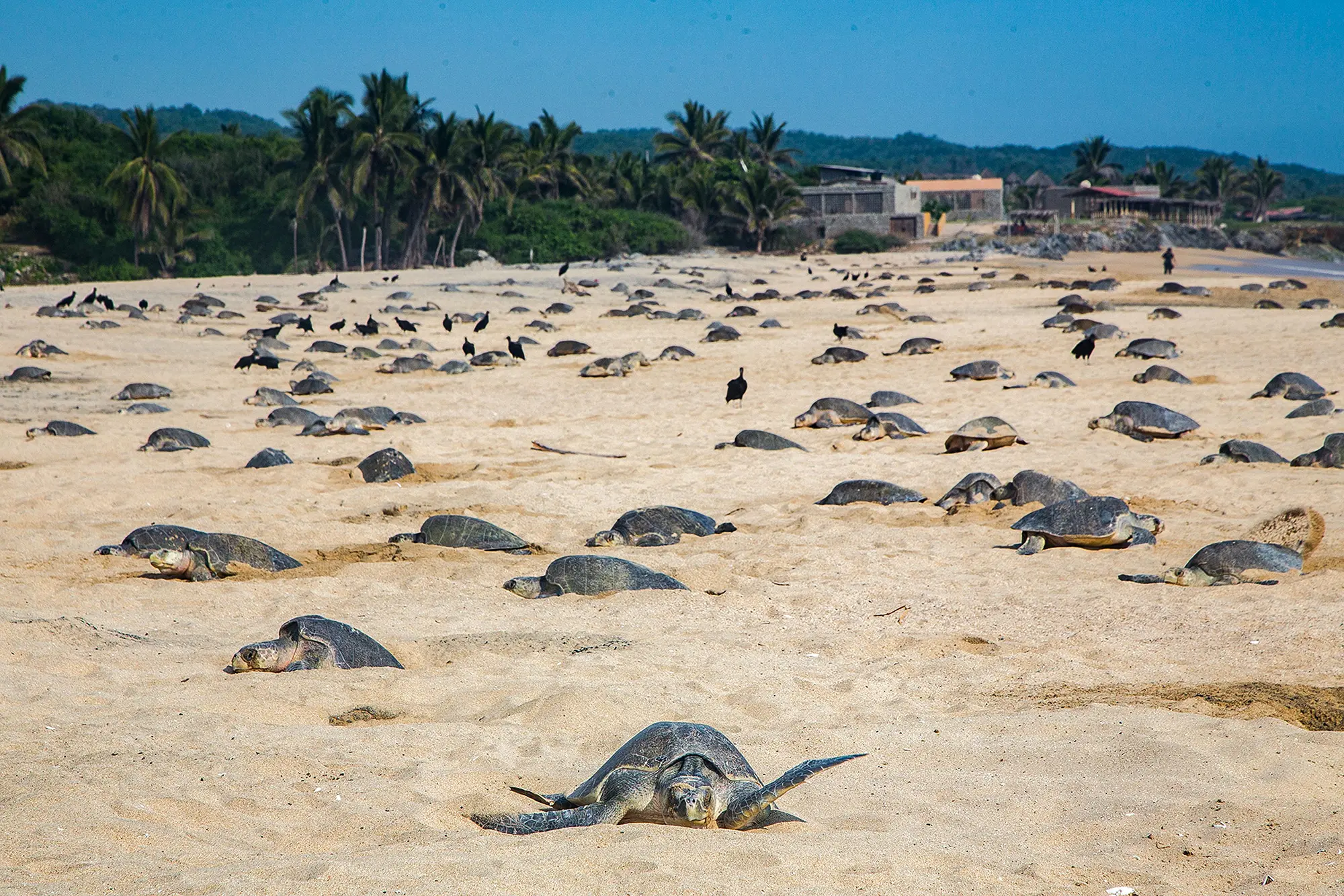 Mounda Strand mit langer Sandküste und Schildkrötennestern, Strand mit Sonnenschirmen und Café.